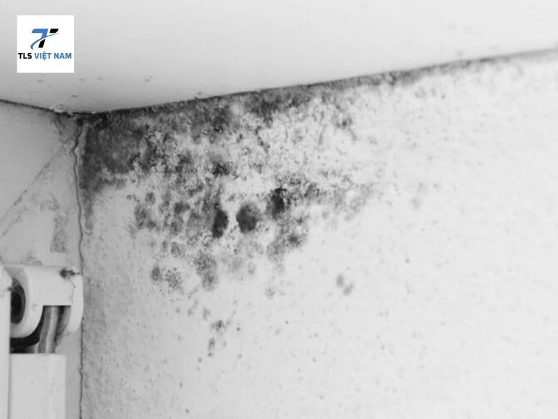 Cách Tẩy Mốc Tường Bằng Nước Javen Đúng Cách