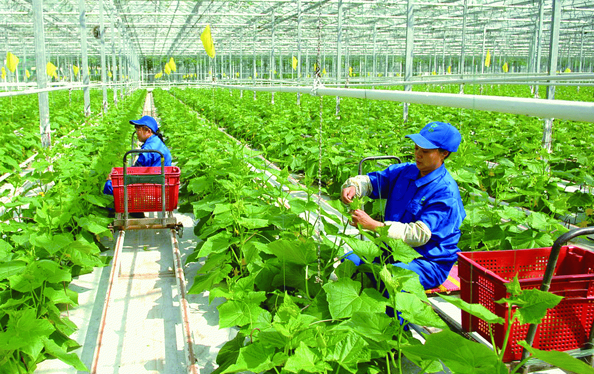 Ứng dụng của phân kali clorua trong nông nghiệp