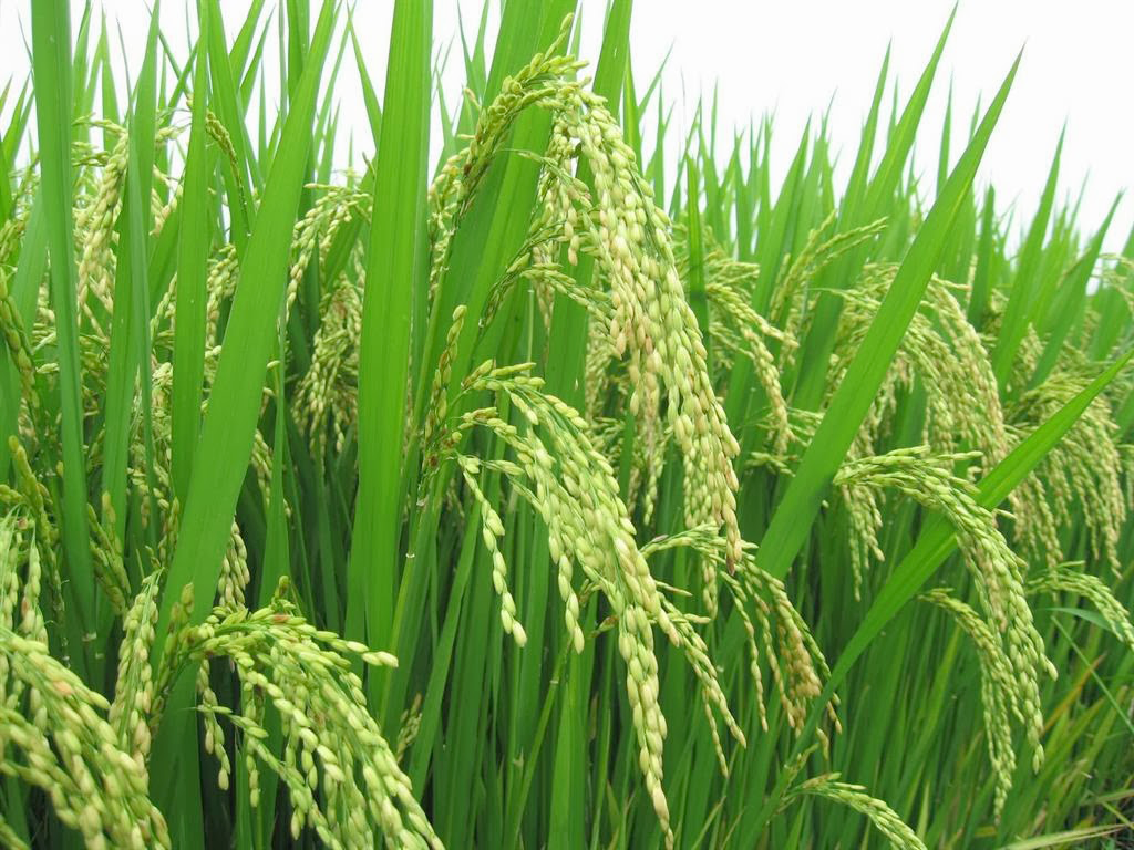 Ứng dụng quan trọng của ure trong nền nông nghiệp Việt Nam